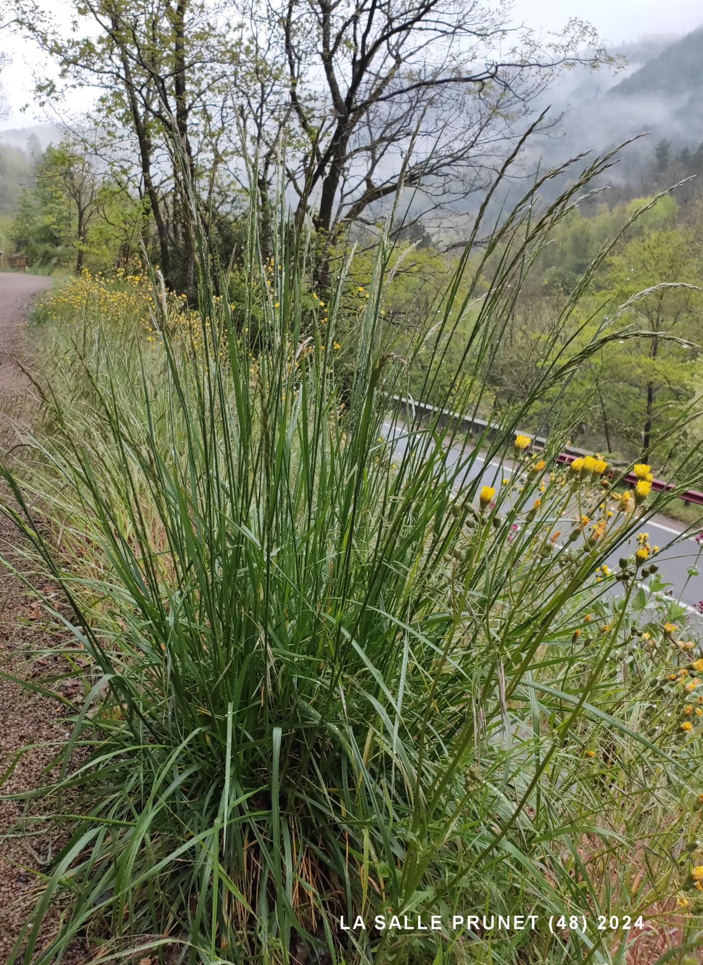 Fescue, Meadow plant